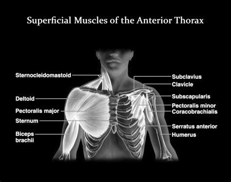 Muscles Of The Chest Muscles Of The Anterior Thorax Art Print