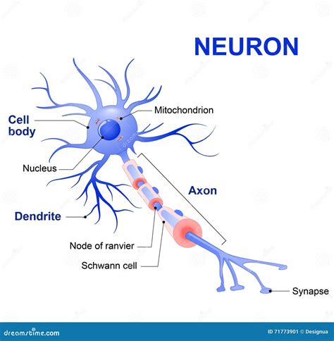 Estructura De Una Neurona Típica Ilustración Del Vector Imagen 71773901