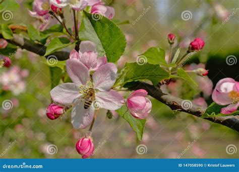 Light Pink Crab Apple Flowers And Buds Malus Sylvestris Stock Photo
