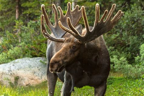The Big Size Difference Between Moose And Humans Living The Outdoor Life