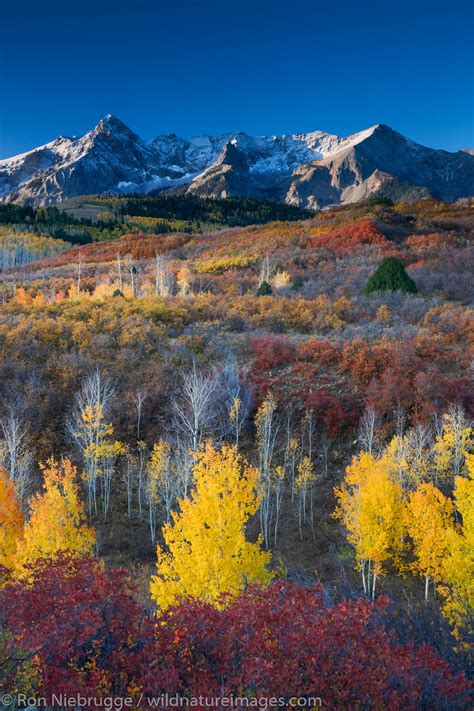 Autumn Colors Dallas Divide Colorado Photos By Ron Niebrugge