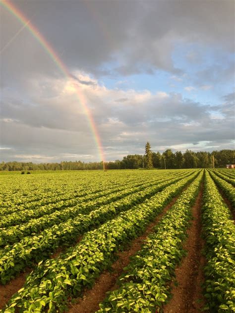 krause berry farms estate winery bc farm fresh