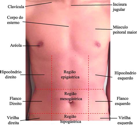 Anatomia Do Torax Hot Sex Picture