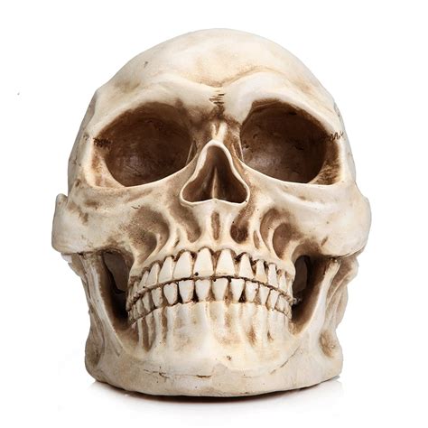 Readaeer Life Size Replica Realistic Human Skull Head Bone Model | eBay