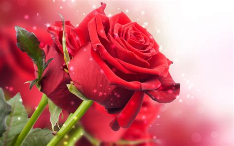 🔥 Download Flowers Roses Love Romance Wallpaper By Anitah30 Wallpaper Flowers Love Flowers