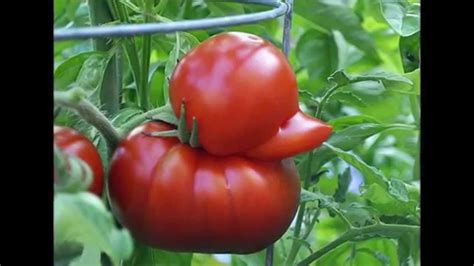 Here are the most peculiar and delicious fruits and vegetables. Unique Fruit: The Weird Shaped Fruit And Vegetables
