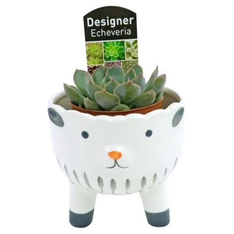 Sheep Succulent Planter Same Day Melbourne Delivery