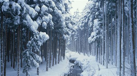 Winter Woods Wallpaper Wallpapersafari