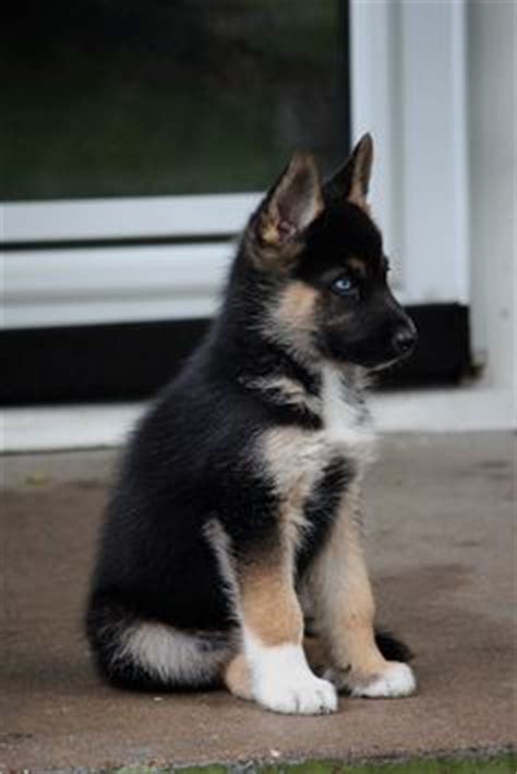 Short sessions ensure that your dog remains interested in learning new things. Gerberian Shepsky (German Shepherd Siberian Husky Mix) Facts, Temperament, Training, Puppies ...