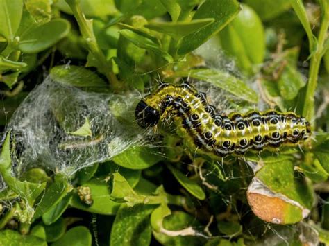 Tips And Advice On How To Control The Box Moth Box Moth Caterpillar