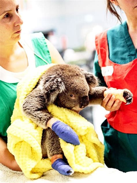 Donate — Adelaide Koala Rescue