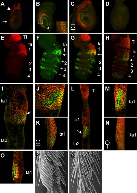 dsx and scr expression during b development in d download scientific diagram