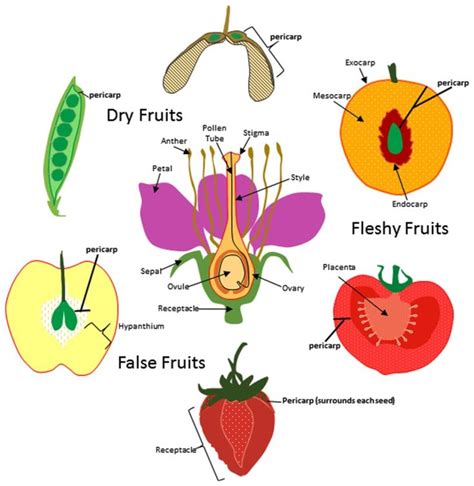 Image Result For Strawberry Layers Of The Pericarp Biology Plants