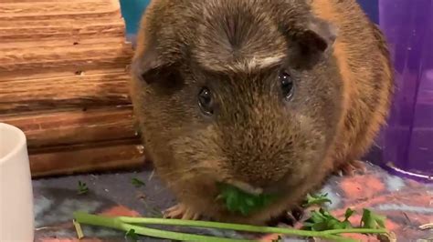 This Is An English Crested Guinea Pig The English Cresteds