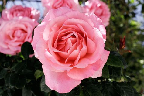 Filepink Rose Cultivar Wikipedia