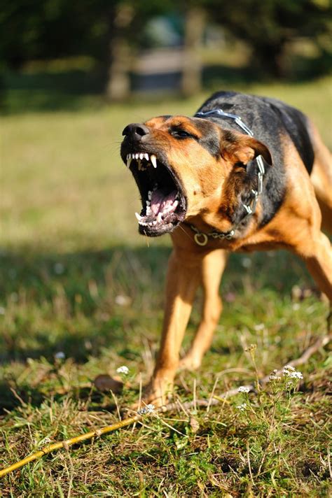 Options For Severely Aggressive Dogs Huffpost
