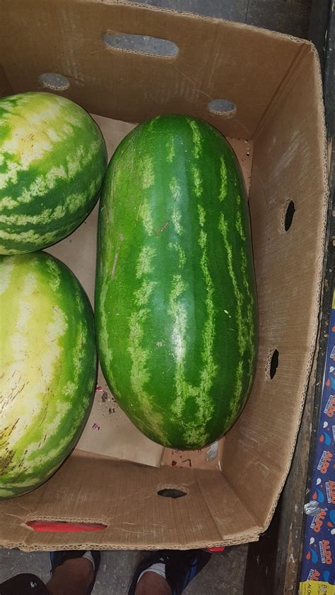 Absolute Unit Of A Watermelon Watermelons For Scale Rabsoluteunits