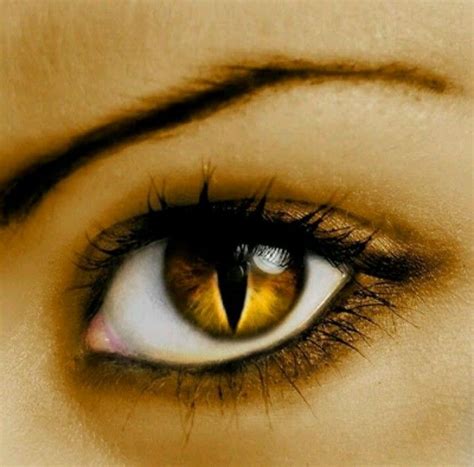 Cat Eye Contact Lens Cat Meme Stock Pictures And Photos