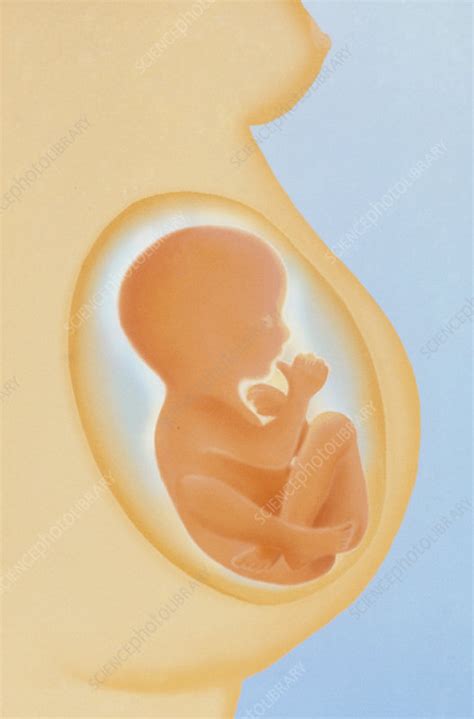 Artwork Of A Near Term Foetus In The Uterus Stock Image P6800414