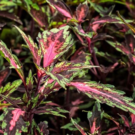 14 Coleus Varieties To Bring Color To Your Shade Garden