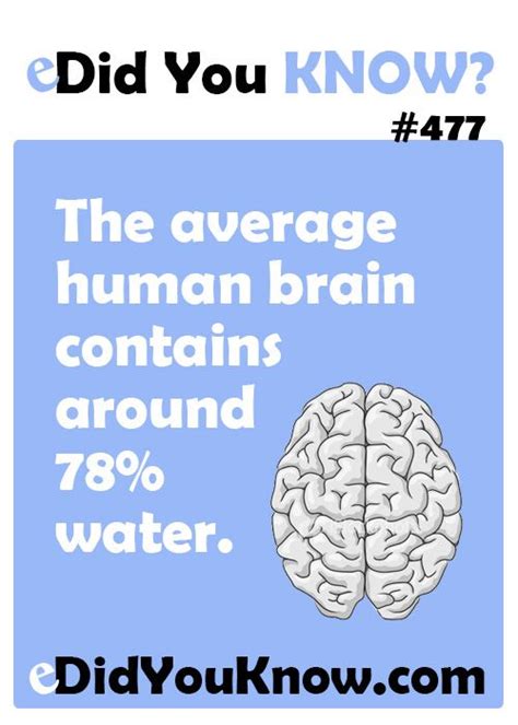 The Average Human Brain Contains Around 78 Water