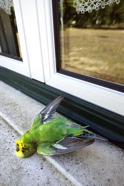 Dead Parakeet After Hitting A Window For Birds Date Canvas Print