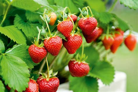 Growing Strawberries In The Pacific Northwest — Seattles Favorite