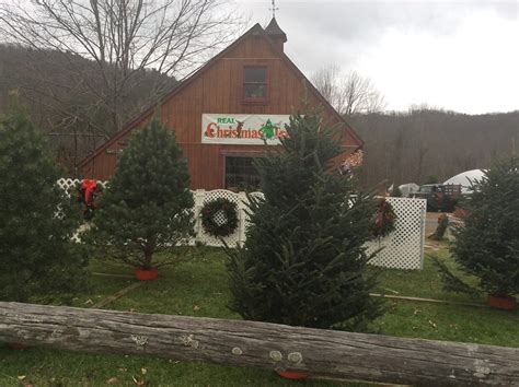 Magical Christmas Tree Farms In Pennsylvania