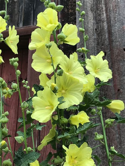 Lovely Yellow Hollyhock Hollyhocks Flowers West Facing Garden