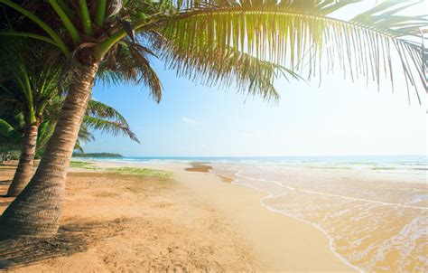 Обои песок море пляж солнце пальмы берег Summer Beach Sea
