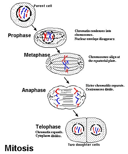 Mnemonic The 4 Stages Of Mitosis