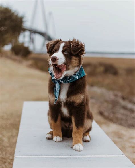 How much do golden retriever puppies cost? Kiba the Mini Aussie (@kiba.aussie) • Red tri australian shepherd puppy Charleston, South ...