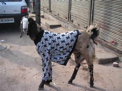 Goat Clothes Mltshp