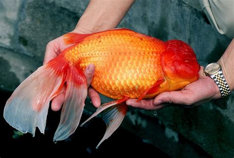 Oranda Goldfish 3 Types Care Lifespan And Tank Mates