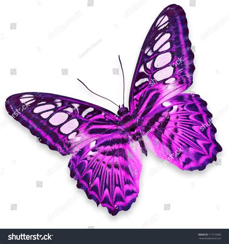 Pink Butterfly Isolated On White Background Stock Photo Edit Now