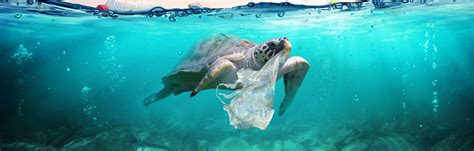 Sea Animals Eating Plastic Bags Food Affair