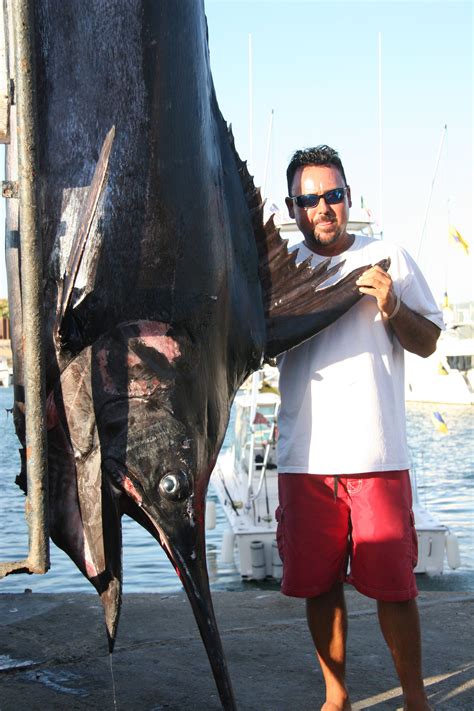 Giant Blue Marlinbiggest In Years Caught In Cabo Events Los Cabos