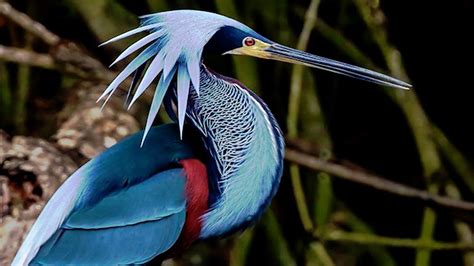 10 most beautiful herons in the world youtube heron healthy color palette blue heron