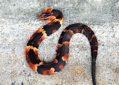 Beautiful Non Venomous Broadbanded Water Snake Pet Snake Snake Cute