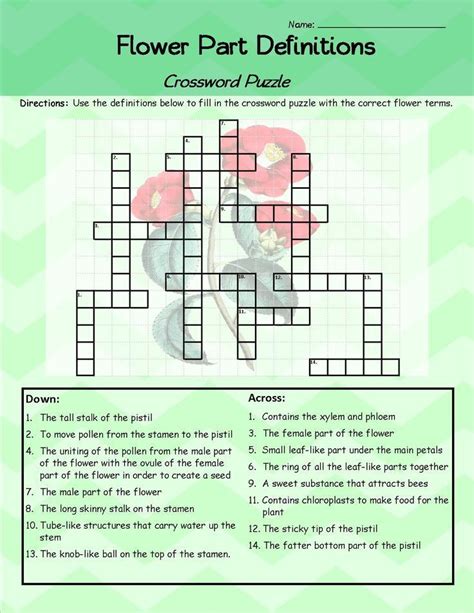 Parts Of A Flower Crossword Puzzle Worksheet Freebie Parts Of A