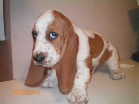 Here is the beginner guide will help you to choose the perfect puppy by their color, price, temperament & more. Basset Hound Rescue Iowa | PETSIDI