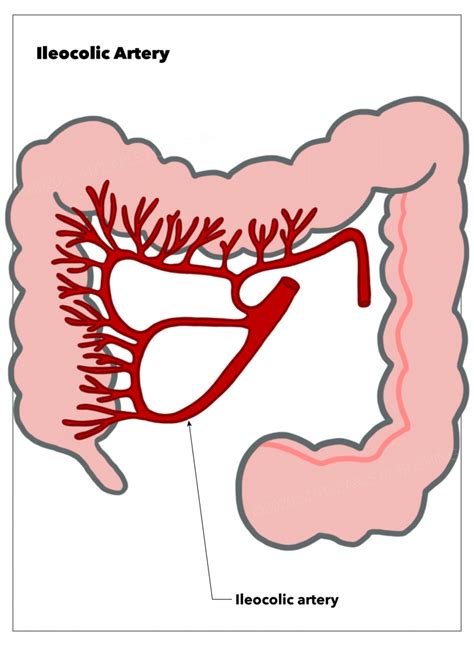Anatomy Abdomen And Pelvis Ileocolic Artery Statpearls Ncbi Bookshelf