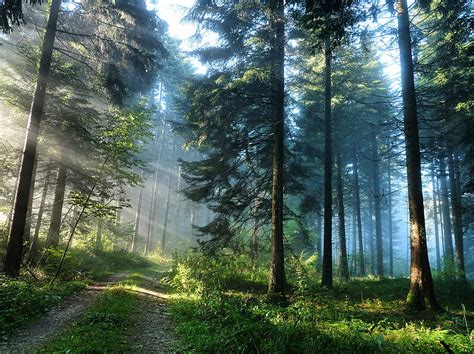 Landscapes Nature Trees Forest Path Mist Sunlight Scenic 3637x2725