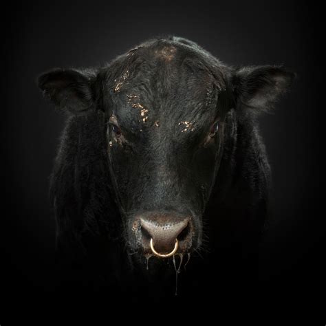 Randal Ford Black Bull At 1stdibs Black Bull Wallpaper Black Bull