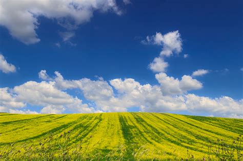 Hilly Rural Landscape Spring Horizon With Green Grass And Yellow