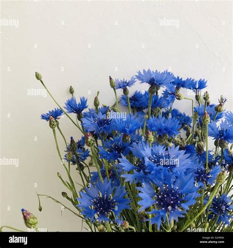 Beautiful Blue Cornflower Bouquet On White Background Stock Photo Alamy