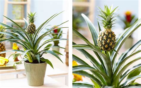 How To Grow A Pineapple Plant For Your Home Grow Pineapple Plant