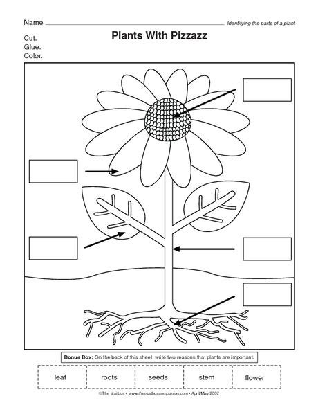 Part Of A Plant Worksheet Printable