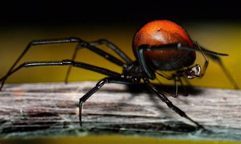 Australia Redback Spiders In Britain Creepy Crawlies Invading Our