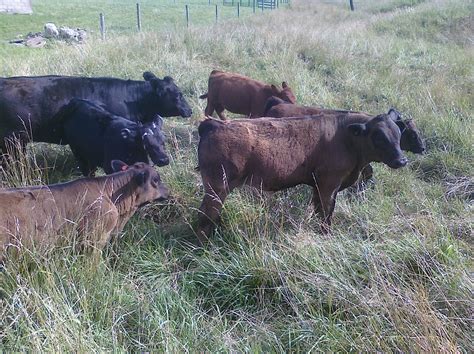 American Simmental Beef Cattle Dickson Simmental For Sale Simmental Heifers And Simmental